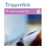 OATA large marine fish, Groupers, Moray Eels and Trigger fish care sheet